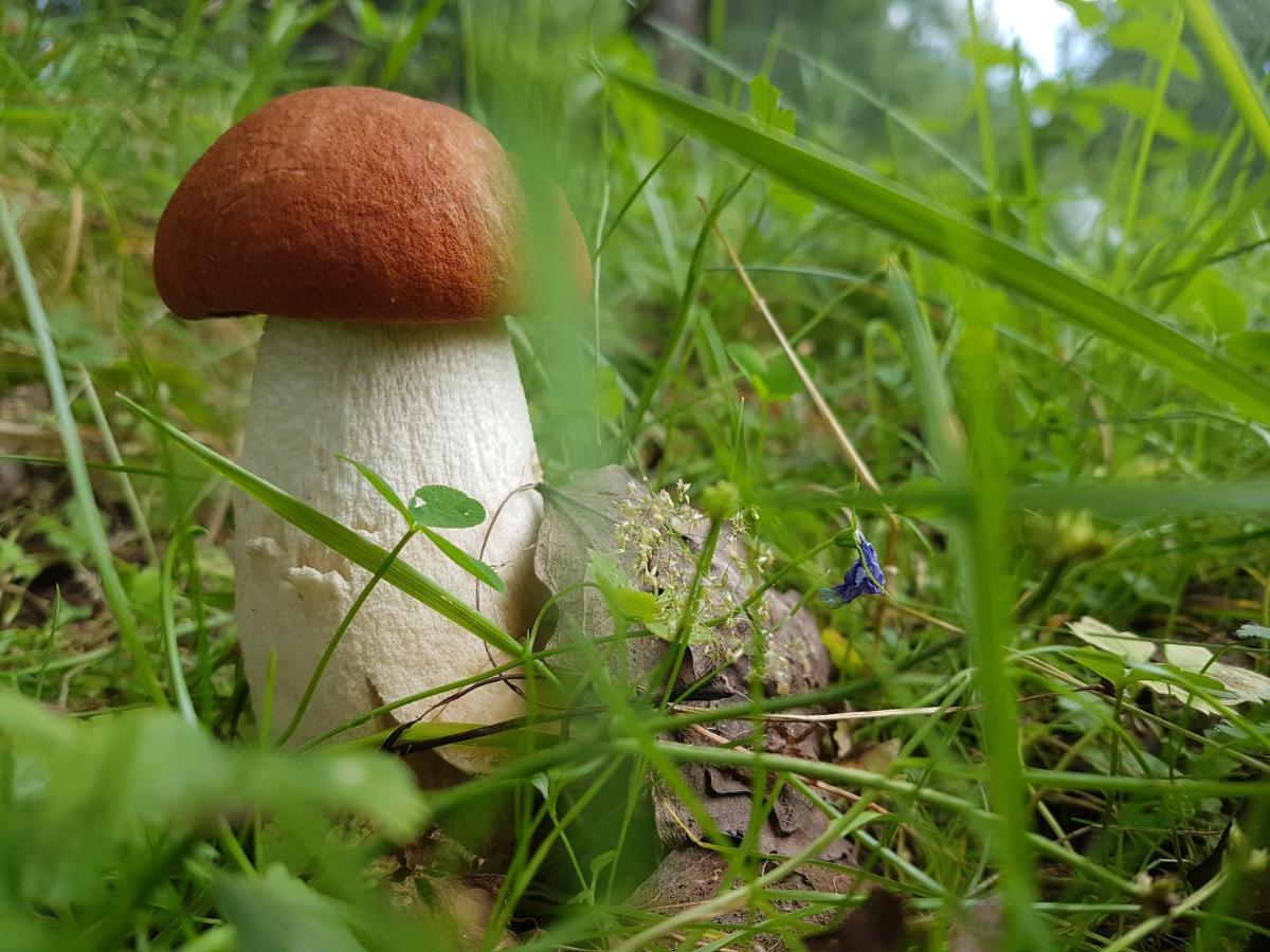 Stachelisko - Domki I Pokoje Chocholow Eksteriør bilde